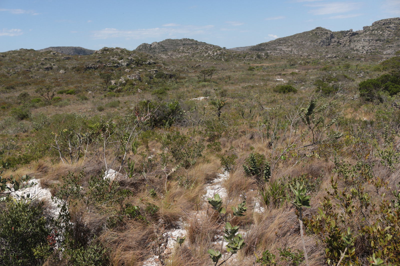 Pesquisa coordenada por professora da UFVJM descobre espécie rara de cactos 2