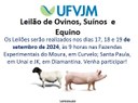 UFVJM realiza leilão de animais vivos 01